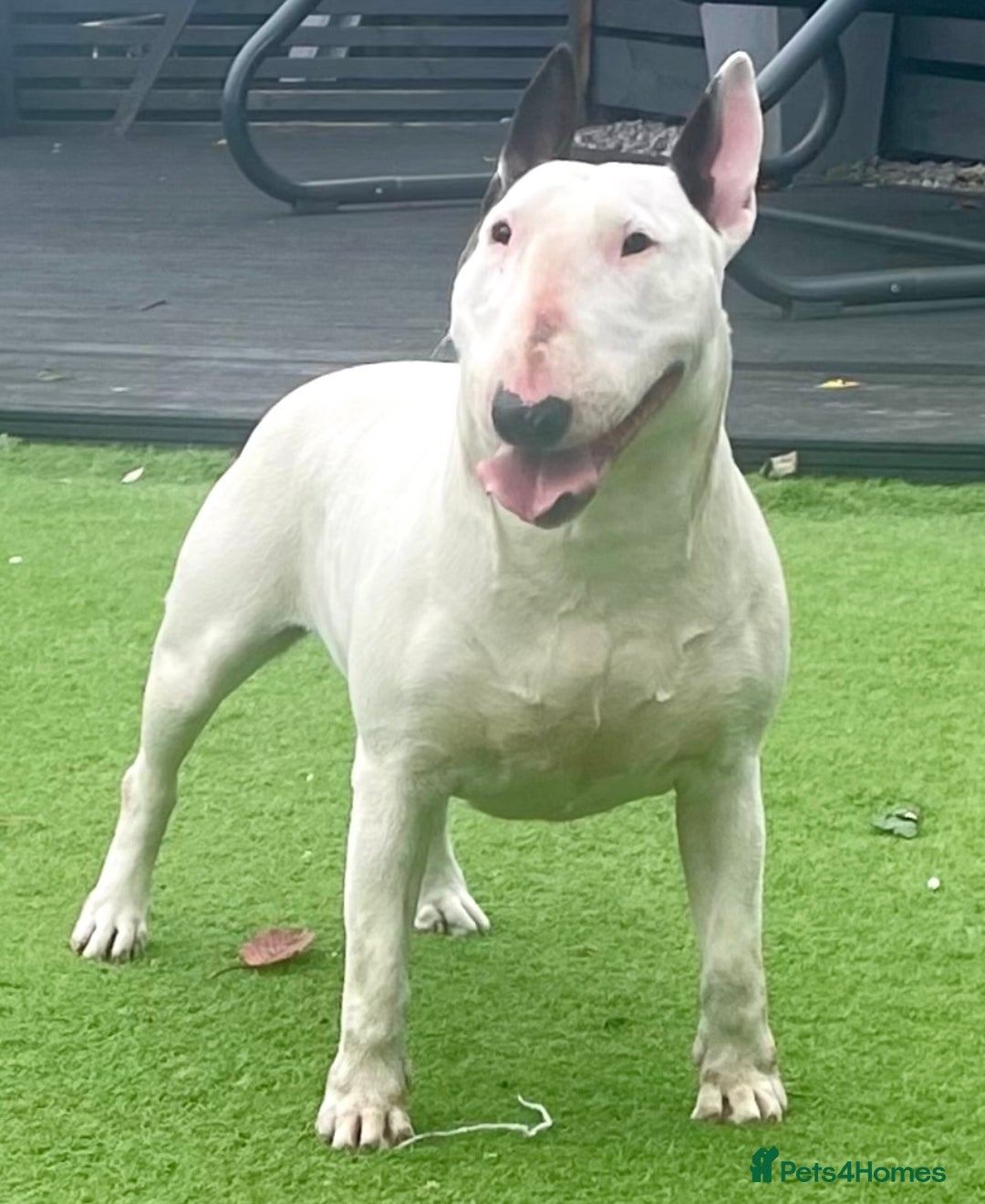 English Bull Terrier dogs for sale: English Bull Terrier Pup - Image 9