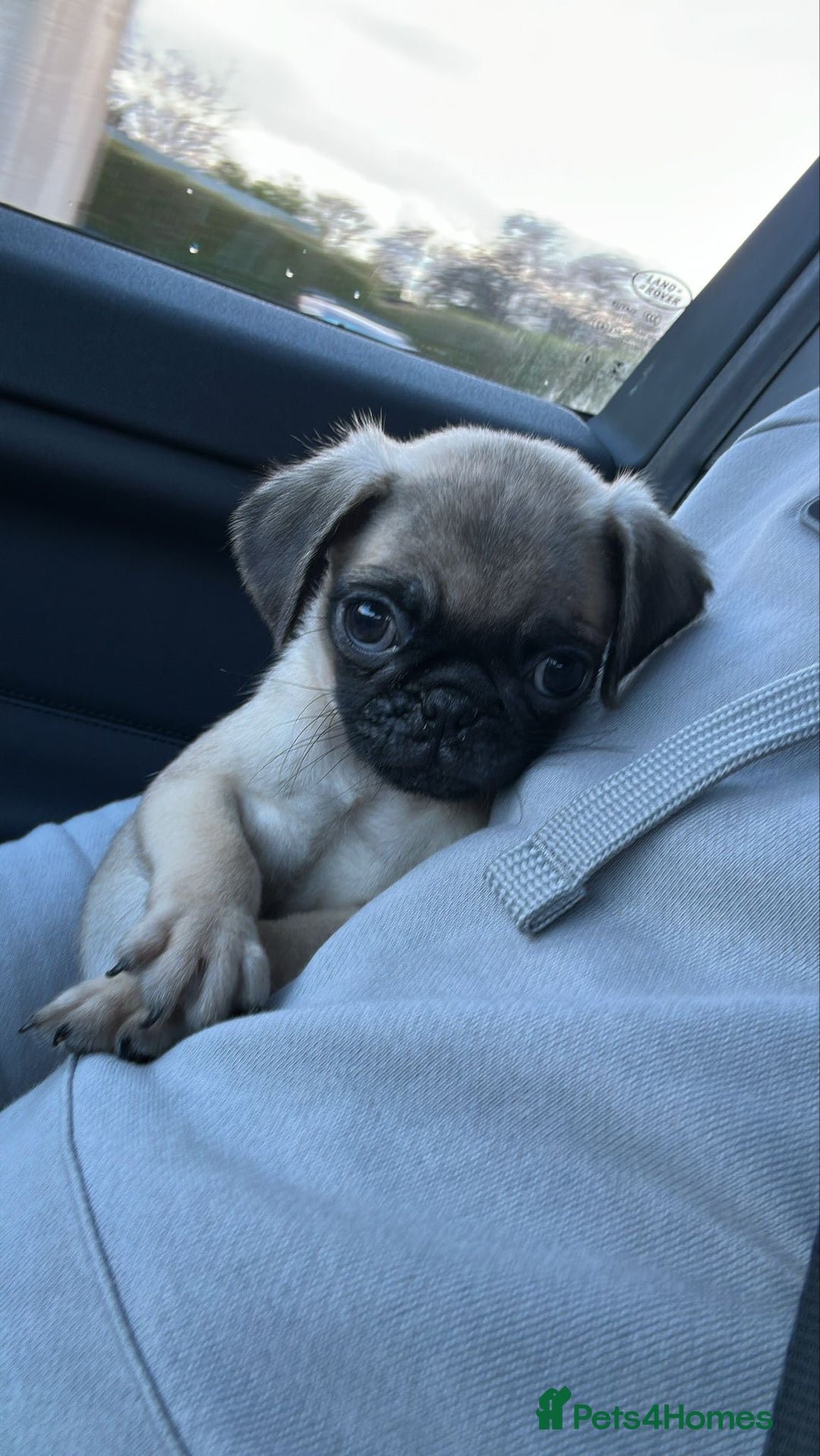 Pug dogs for sale: Male pug puppy  - Advert 3