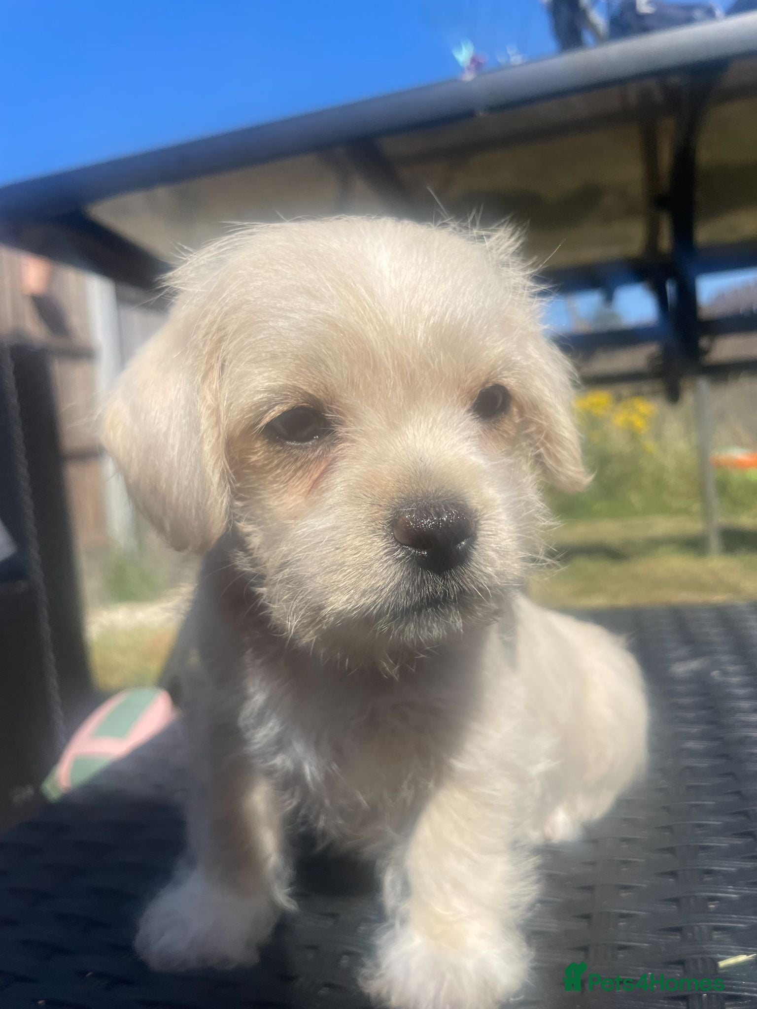 Maltipoo dogs Small Maltipoos, 100% Perfection  - Advert 2