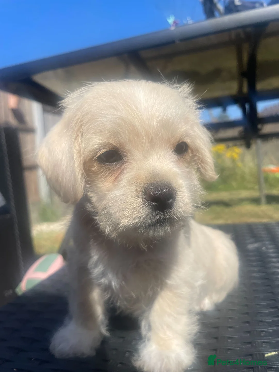 Maltipoo dogs for sale: Small Maltipoos, 100% Perfection  in Birmingham - Advert 2
