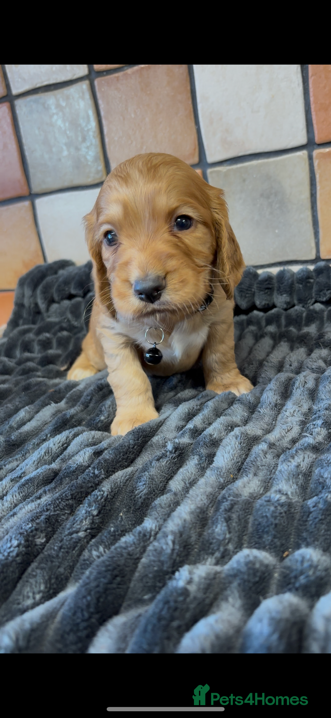 Cocker Spaniel dogs for sale: Golden Cocker spaniel puppies working bred  - Advert 26
