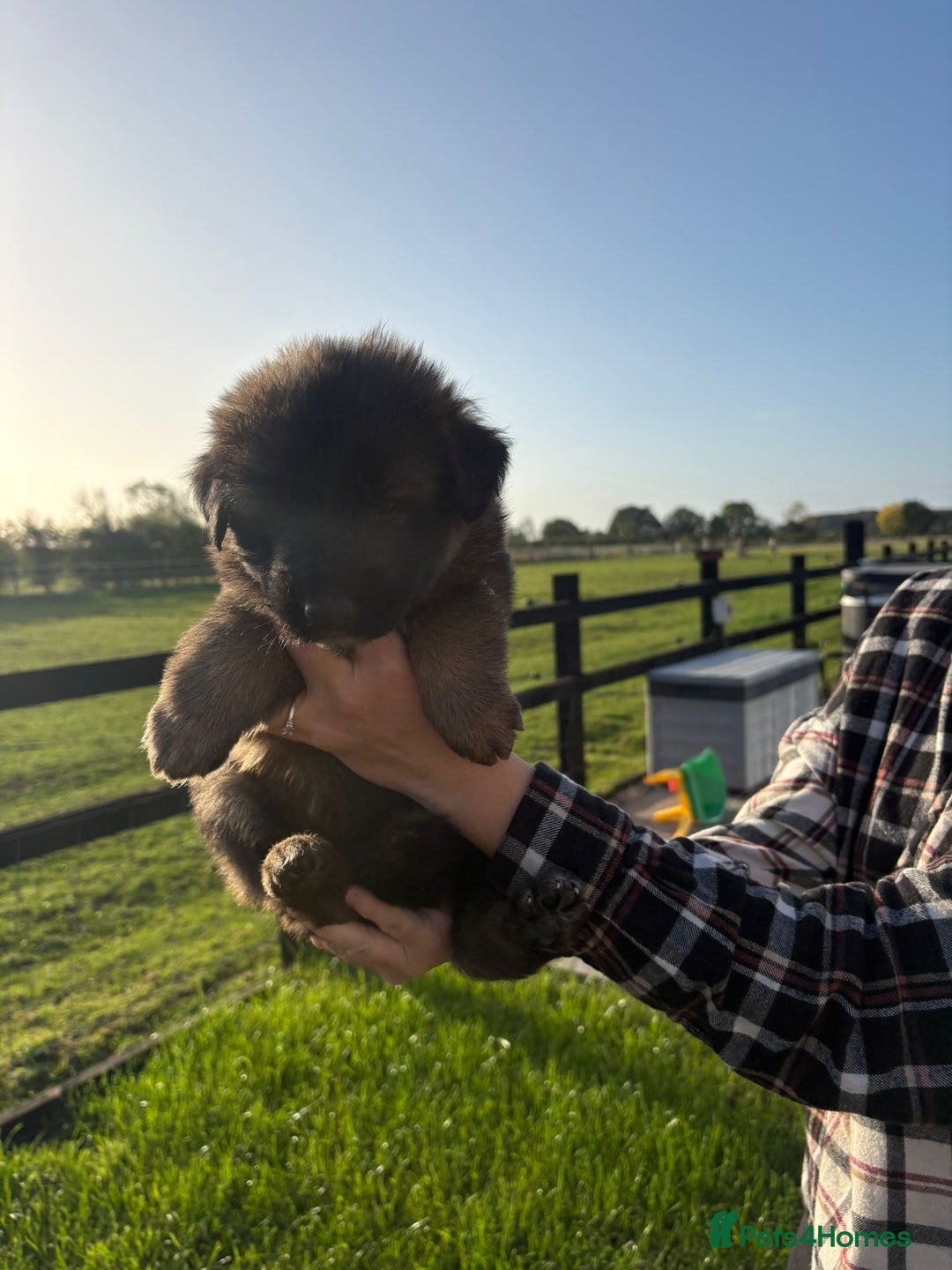 German Shepherd dogs for sale: Litter of German shepherd puppies for sale - Image 7
