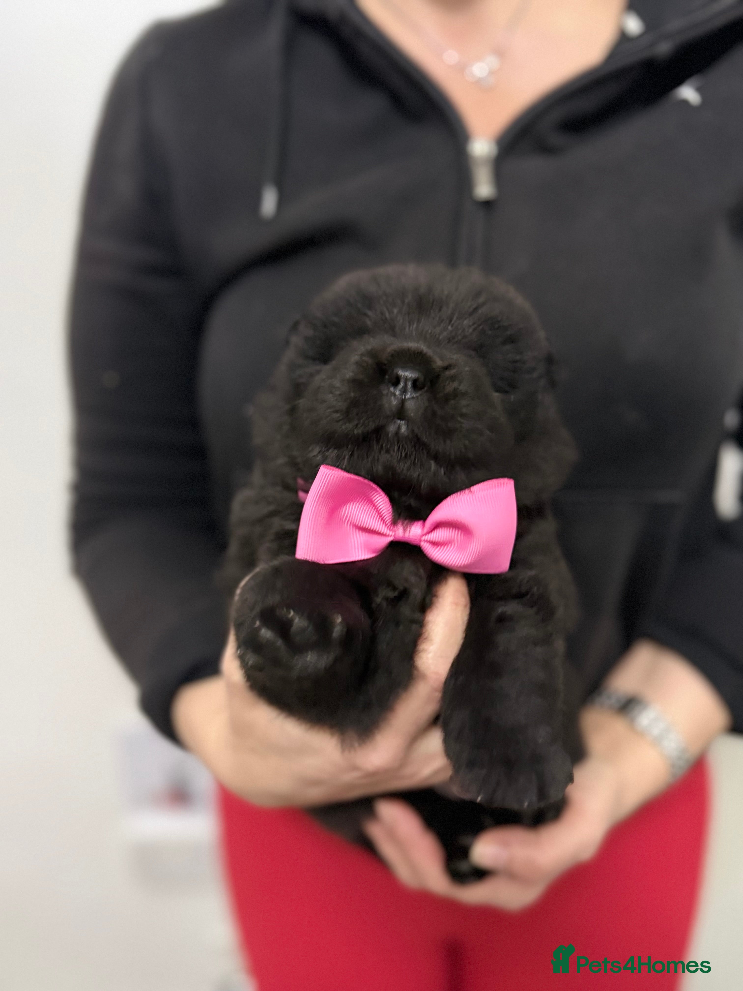 Chow Chow dogs 3 boys Beautiful Chow Chow  - Advert 2