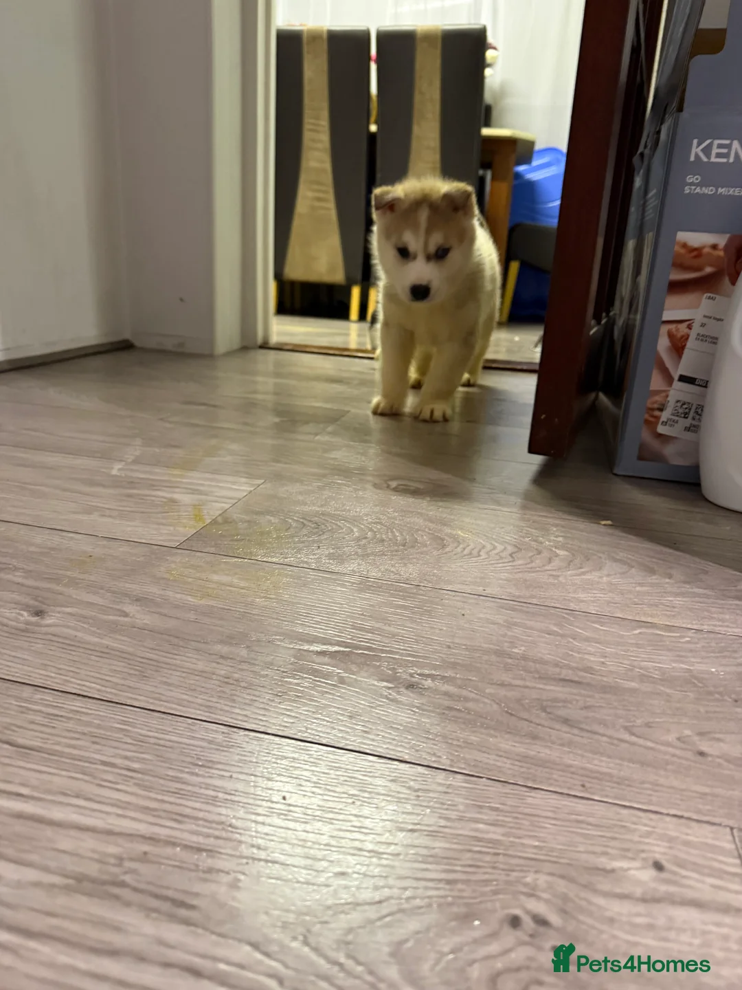 Siberian Husky dogs for sale: Puppies Siberian Huskies  - Advert 33