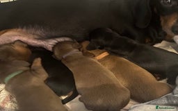 Dachshund dogs for sale: 💖traditional dachshunds puppies💝 - Image 11