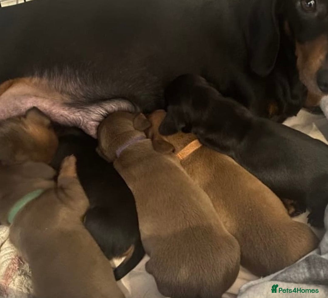 Dachshund dogs for sale: 💖traditional dachshunds puppies💝 - Image 11
