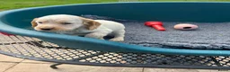 Cocker Spaniel dogs for sale: Working Cocker x Clumber Spaniel Puppiess - Advert 4