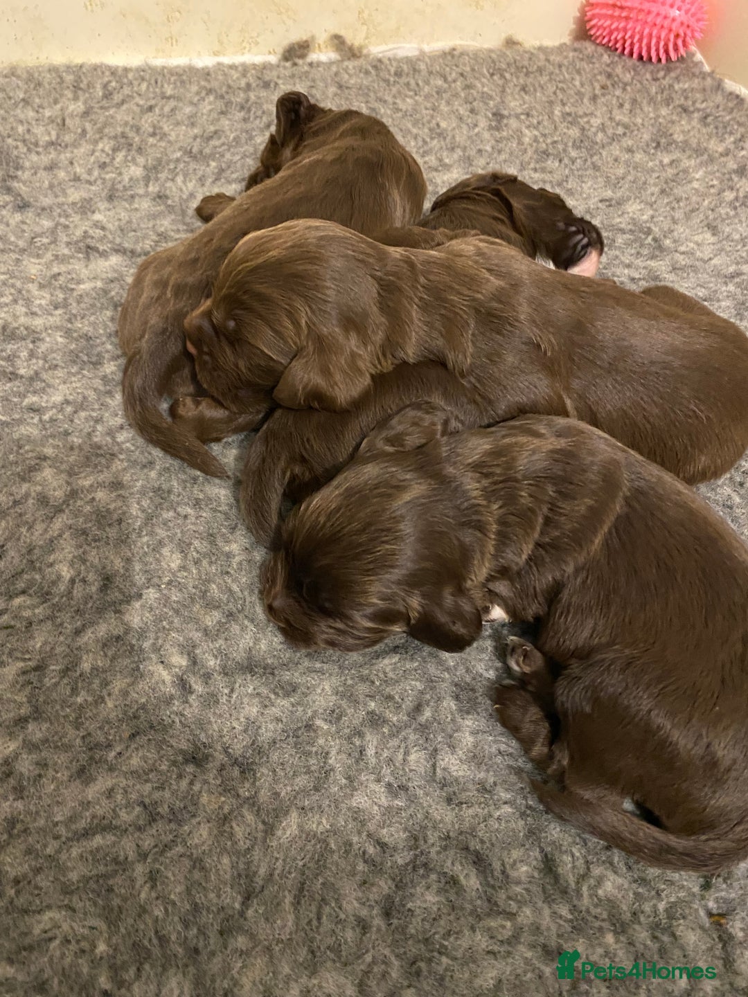 Cocker Spaniel dogs for sale: 7 STUNNING CHOCOLATE WORKING COCKERS ⭐️⭐️⭐️⭐️⭐️ - Advert 8