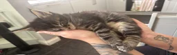 Maine Coon cats for sale: Tica Registered Stunning MaineCoon Kittens in Witney - Advert 4