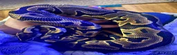Python Snake reptiles for sale: Ball pythons looking for new home  - Advert 5