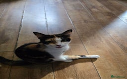 Mixed Breed cats for sale: Beautiful kittens 8 weeks old  - Image 15