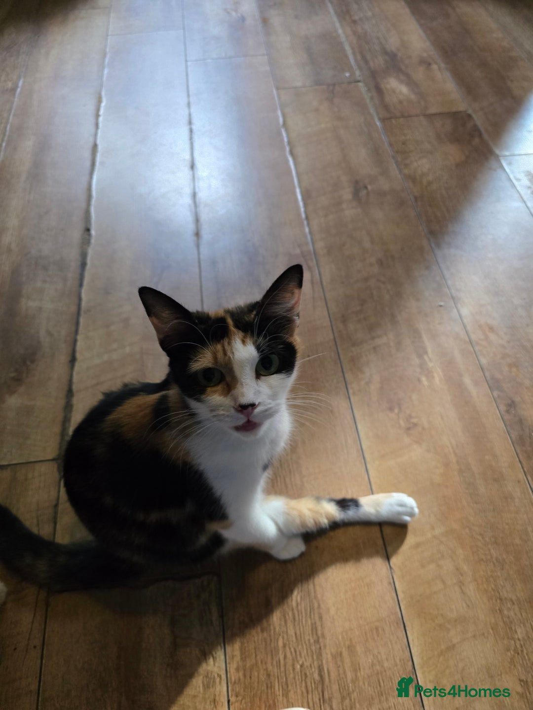 Mixed Breed cats for sale: Beautiful kittens 8 weeks old  - Image 15