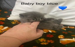 Persian cats for sale: EXCEPTIONAL LITTER PERSIAN EXOTIC KITTENS - Image 2