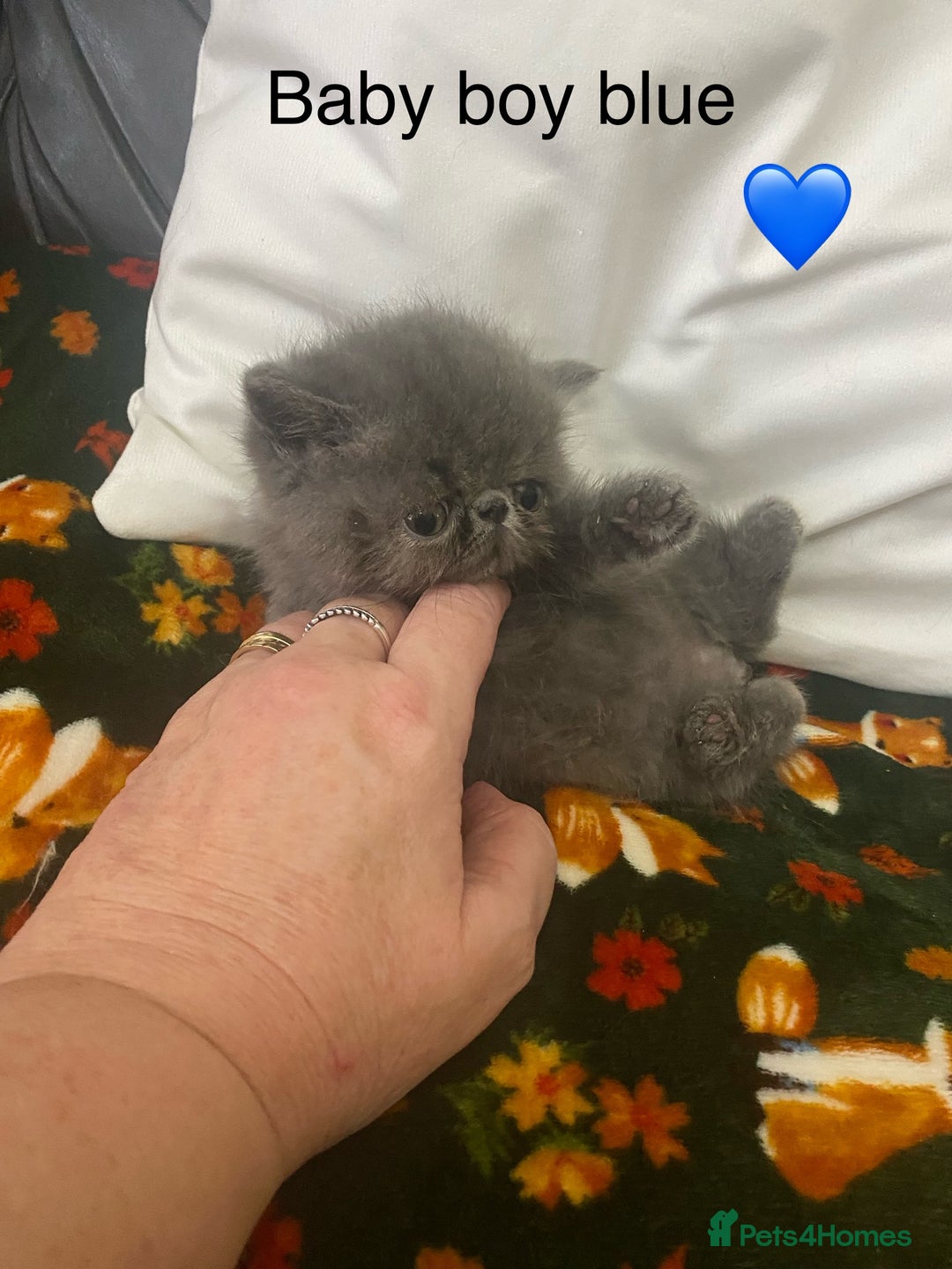 Persian cats for sale: EXCEPTIONAL LITTER PERSIAN EXOTIC KITTENS - Image 2