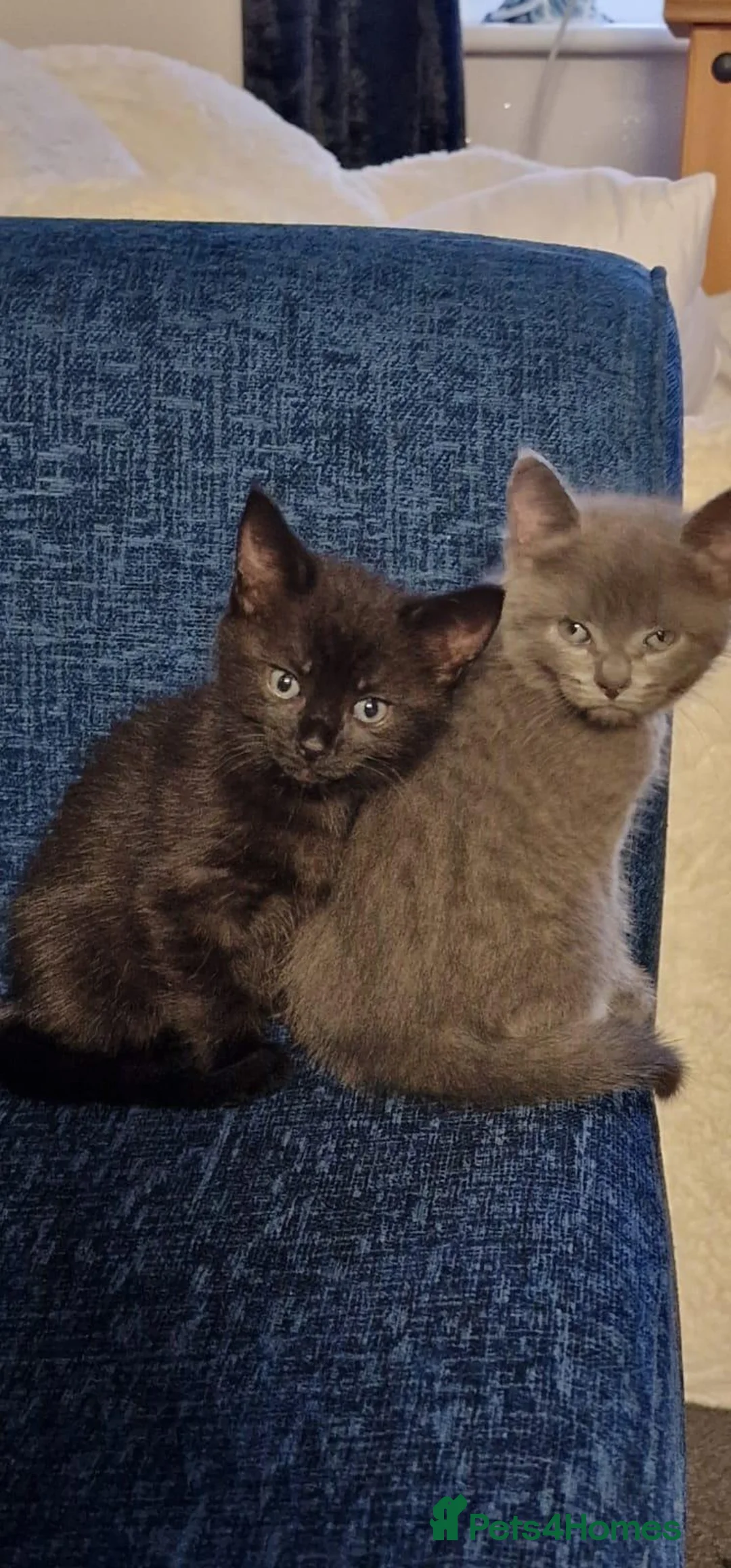 Siberian cats for sale: Solid grey/blue female kitten. Full vet care Tia in Alfreton - Advert 1