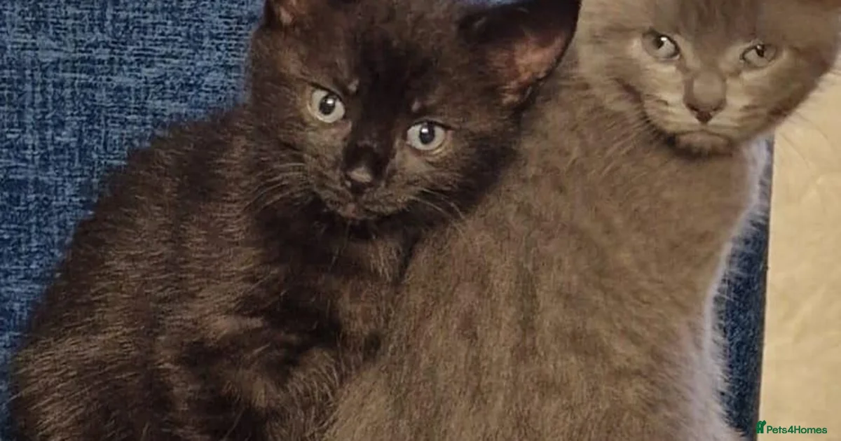 Fully Kitten Solid grey/blue female kitten. Full vet care Tia for sale in Alfreton ...