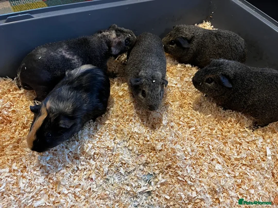 Guinea Pig rodents for sale: Baby Guinea Pigs - Advert 3