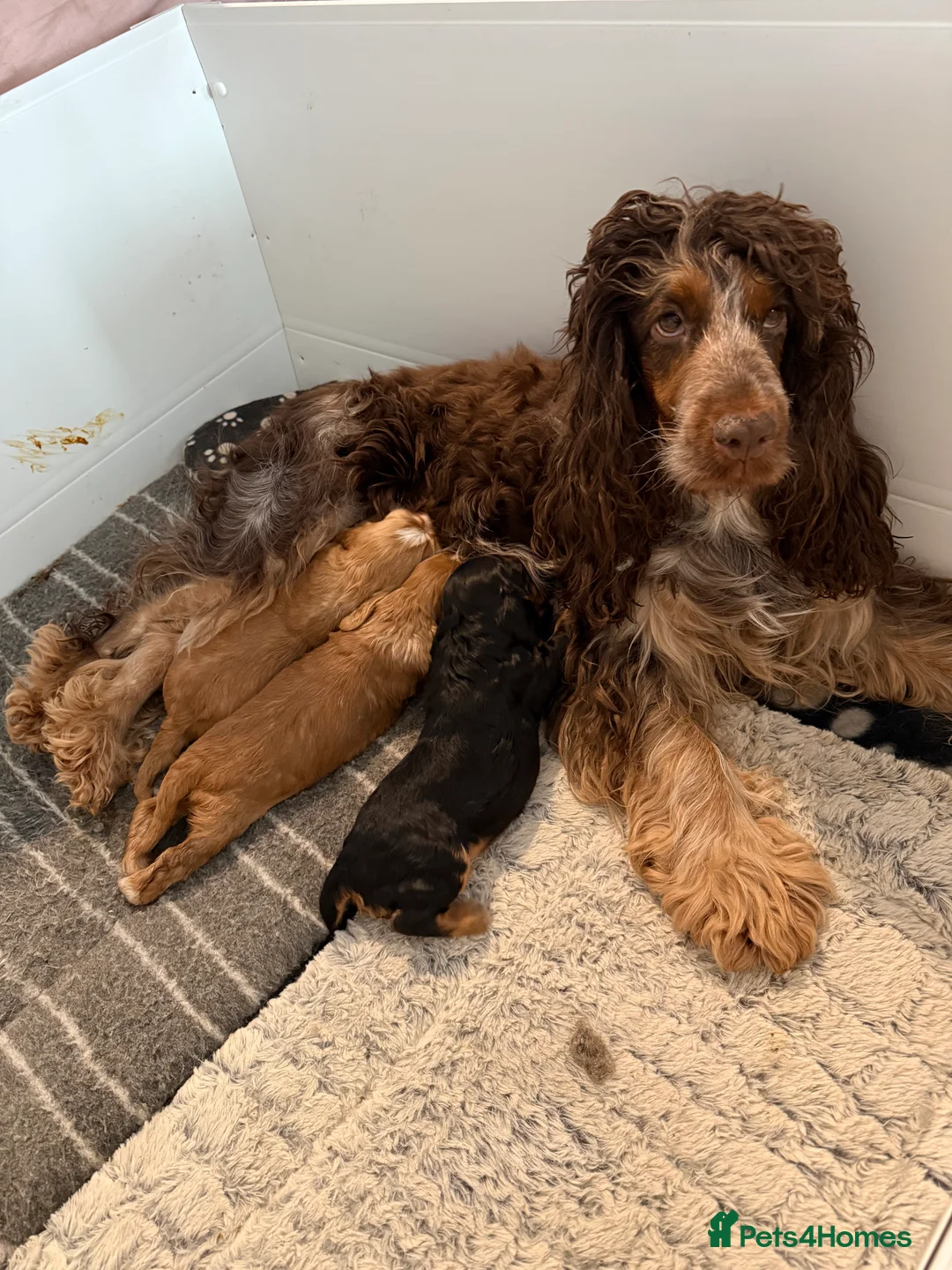 Cocker Spaniel dogs for sale: Beautiful Black & Tan girl  - Advert 6