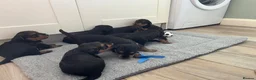 Airedale Terrier dogs for sale: Beautiful Airedale terrier puppies  - Advert 5