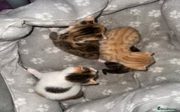 Mixed Breed cats for sale: Beautiful kittens  - Image 35