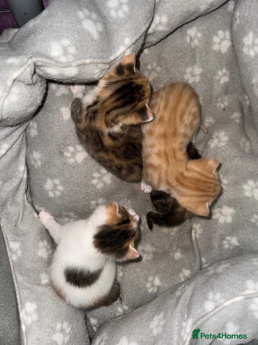 Mixed Breed cats for sale: Beautiful kittens  - Image 35