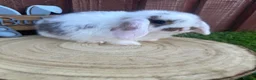 Mini Lop rabbits for sale: Beautiful purebred mini lops ready to reserve  - Advert 10
