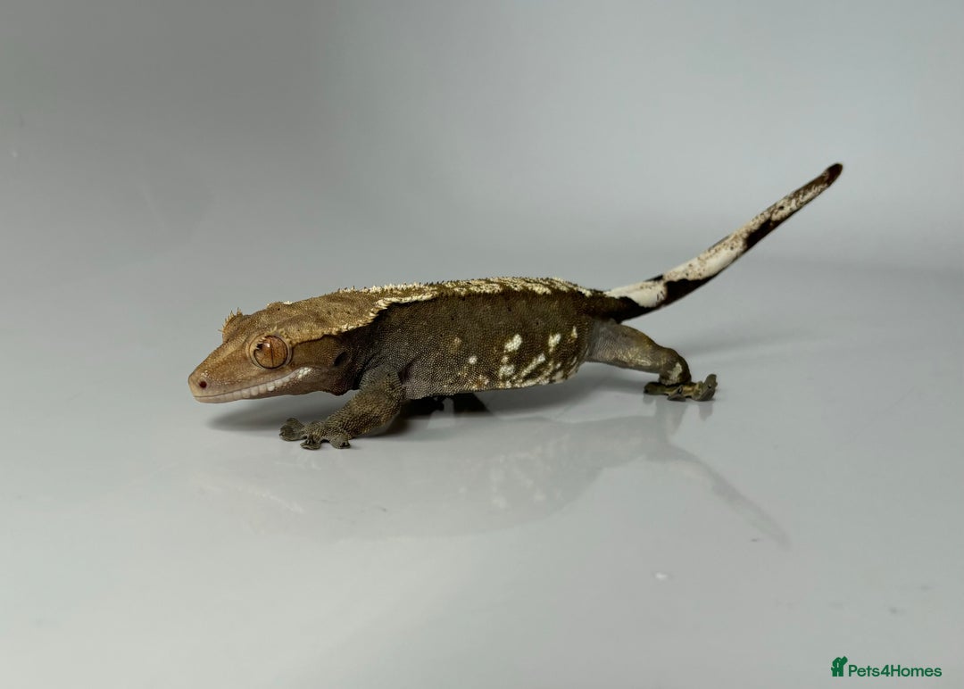 Gecko reptiles for sale: Female Harlequin Crested Gecko - Image 4
