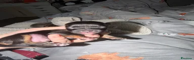 Chihuahua 4