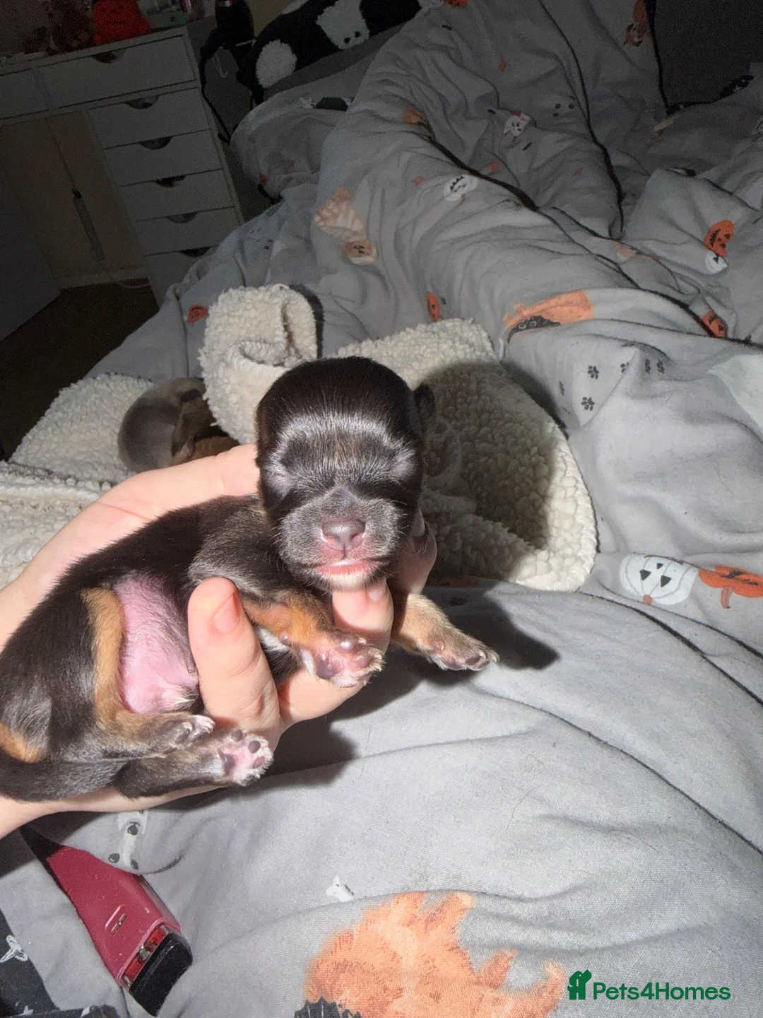 Chihuahua dogs for sale: Beautiful Chihuahua puppies!  in Worcester - Advert 6