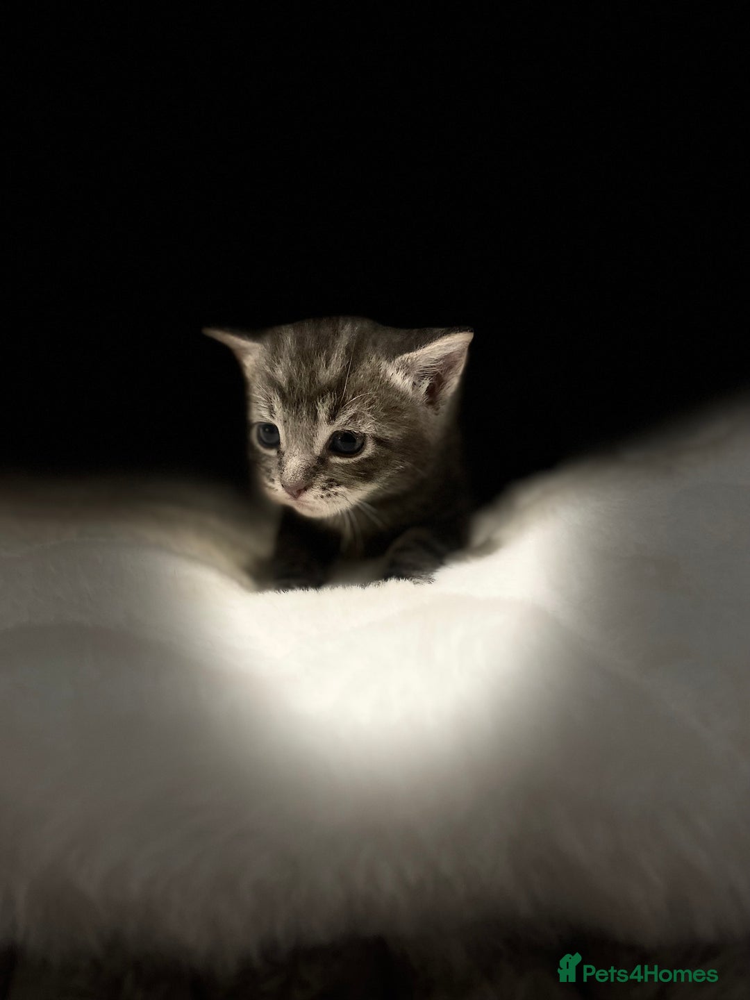 Mixed Breed cats for sale: Main Coon cross - Advert 4