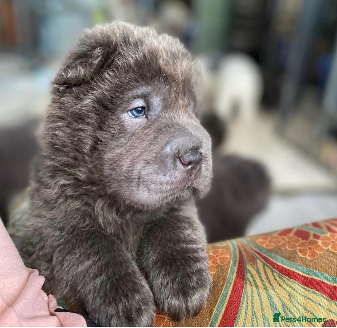 Shar Pei dogs for stud: BEST 🏆 Blue bear & chocolate & tan bear 🐻 in Hornchurch - Advert 19