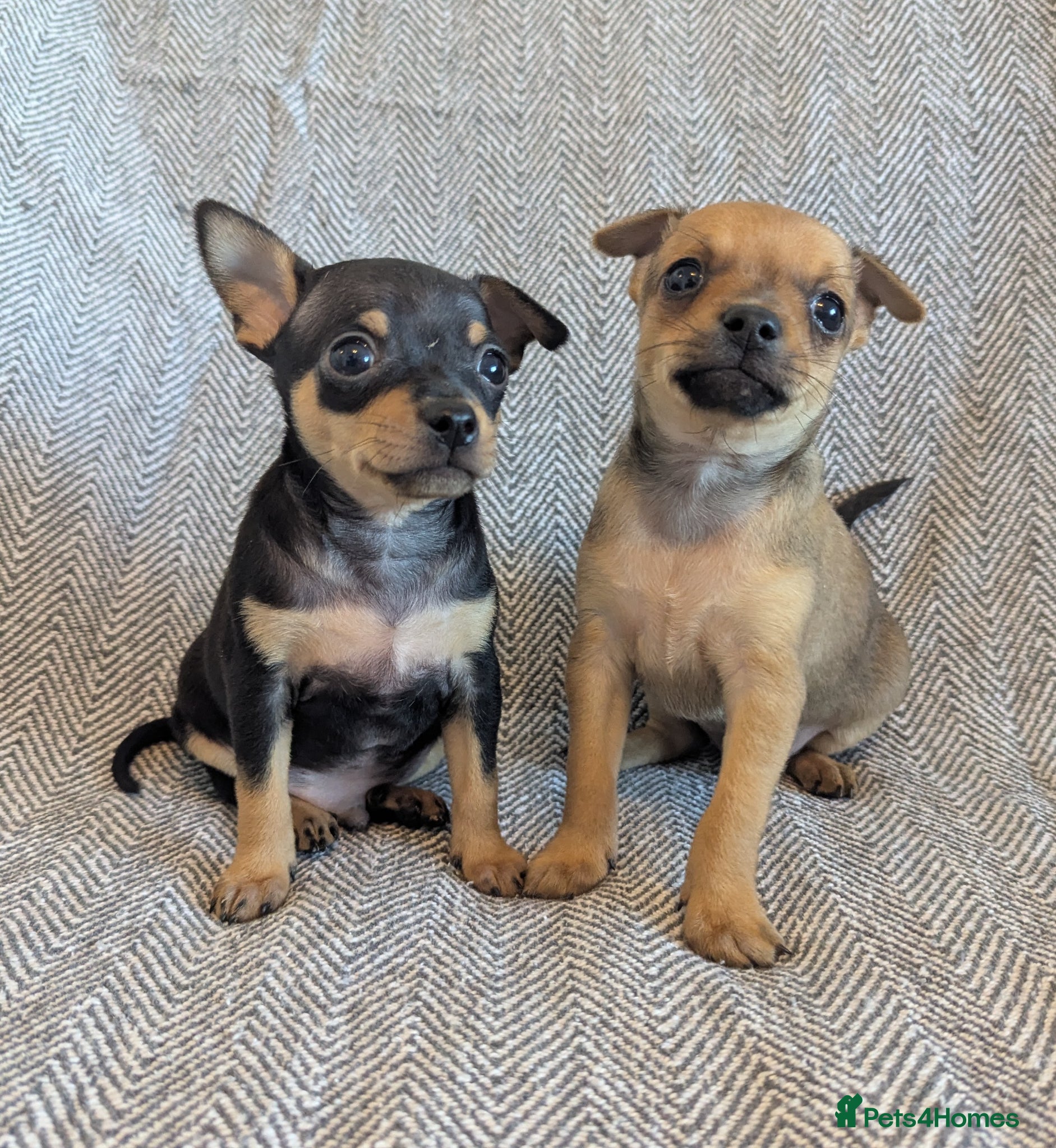 Mixed Breed dogs Adorable Tiny Chipin, Chihuahua x Pinscher boys,  - Advert 1