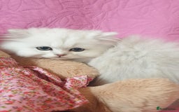 Persian cats for sale: 💖Beautiful Pedigree Chinchilla Persian Kittens. - Advert 16