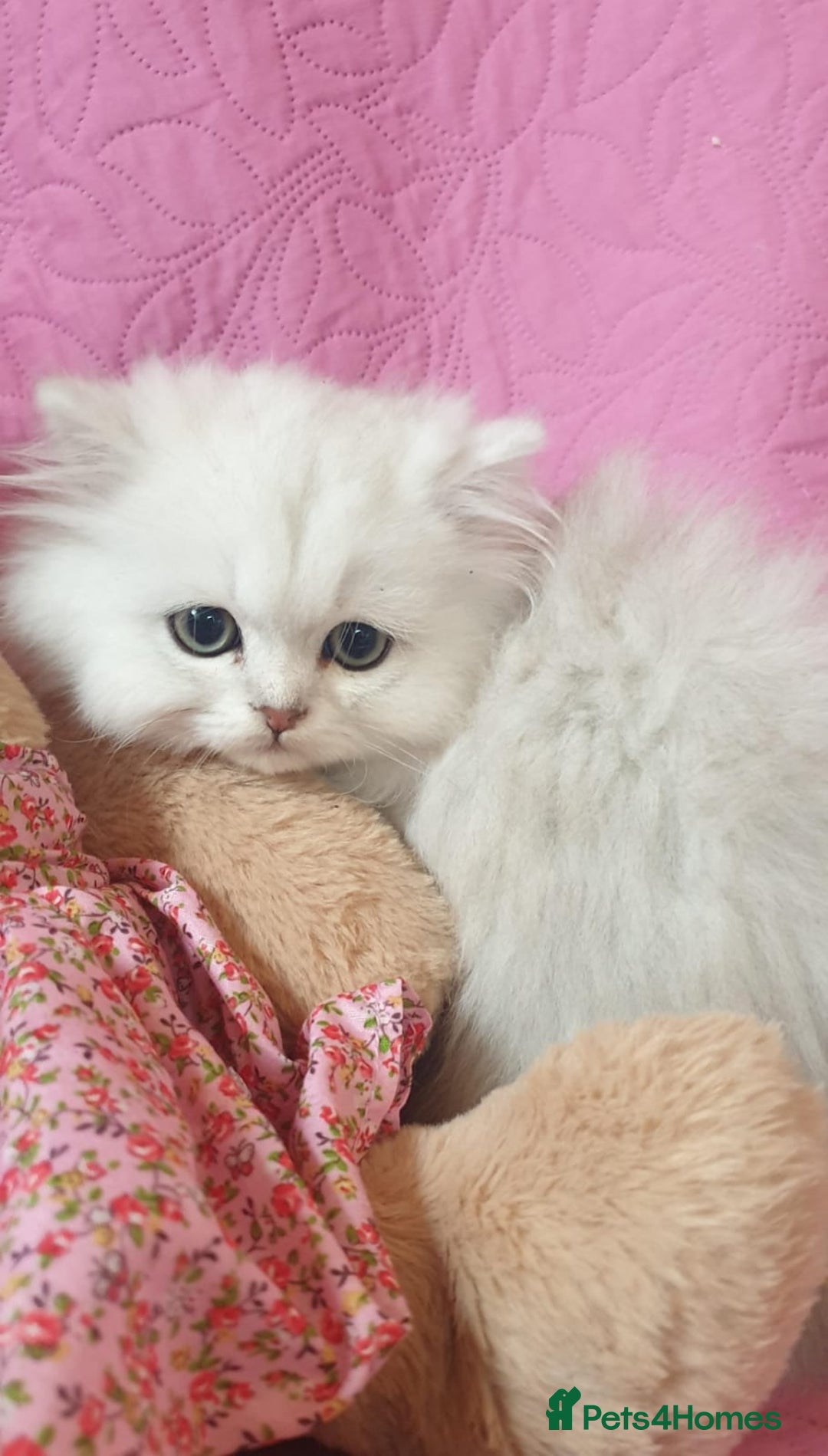 Persian cats for sale: 💖Beautiful Pedigree Chinchilla Persian Kittens. - Advert 16