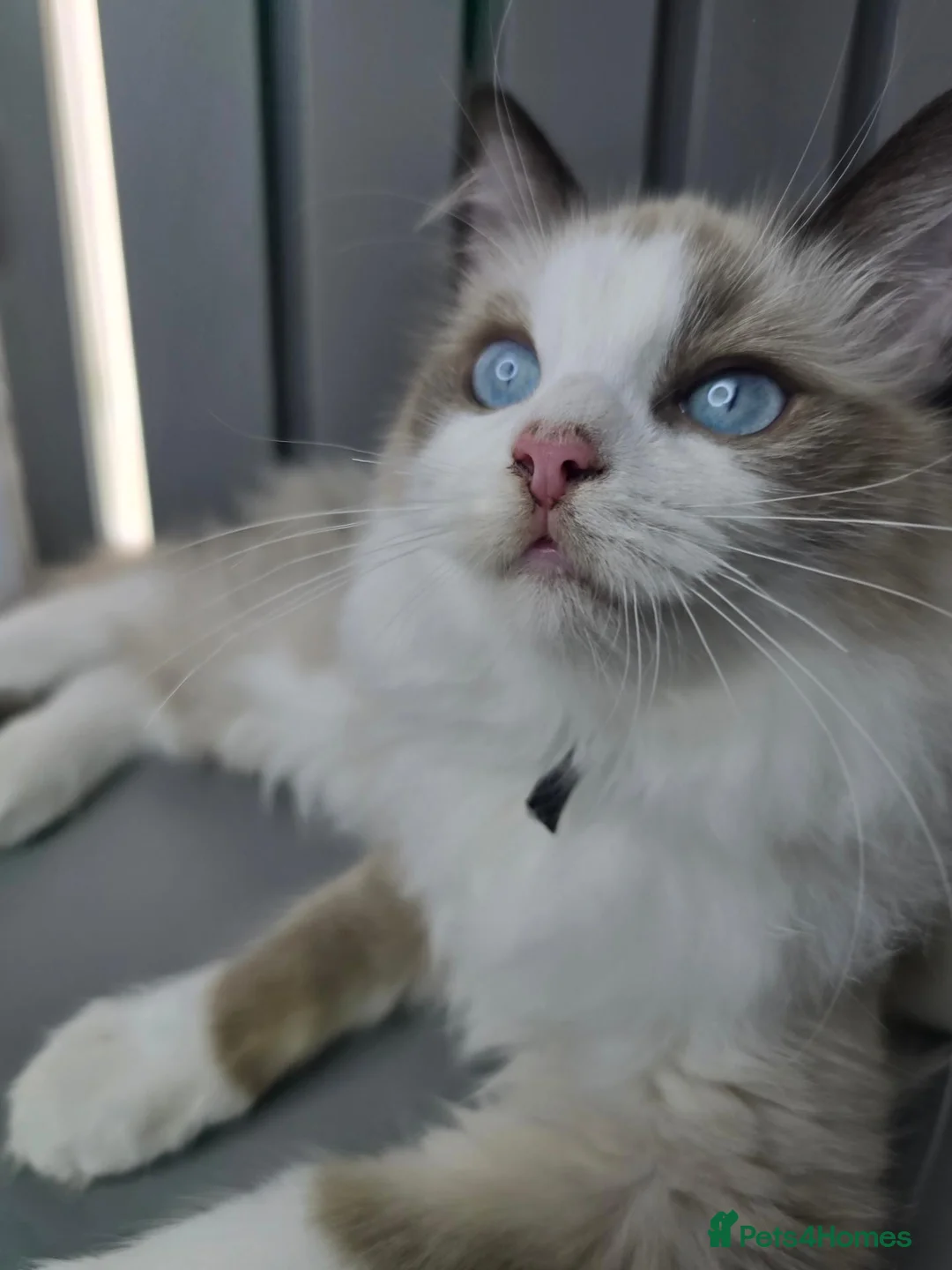 Ragdoll cats for sale: BEAUTIFUL PEDIGREE RAGDOLL KITTENS STUNNING - Advert 2
