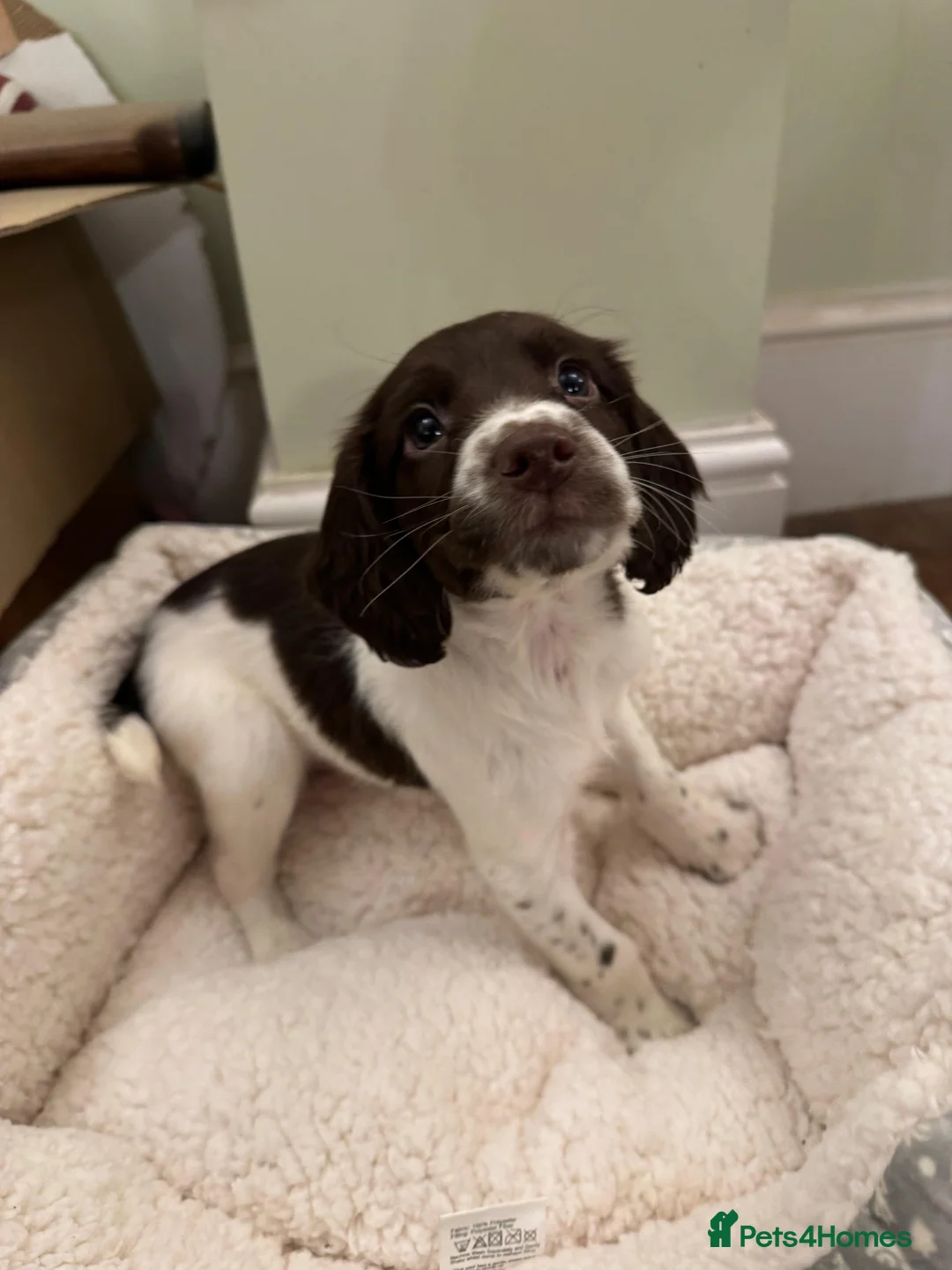 Sprocker dogs for sale: Docked Sprocker Spaniel Puppies - Advert 4