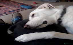 Mixed Breed dogs for sale: Young female Labrador cross for adoption  - Image 8