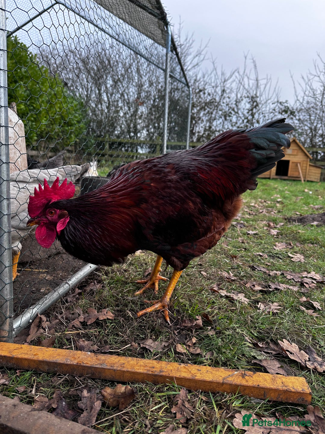 Chickens poultry for sale: Buff Orpington and Rhode Island Red Rooster - Advert 15