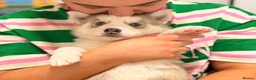 Shepsky dogs for sale: 7 beautiful shepskys - Advert 8