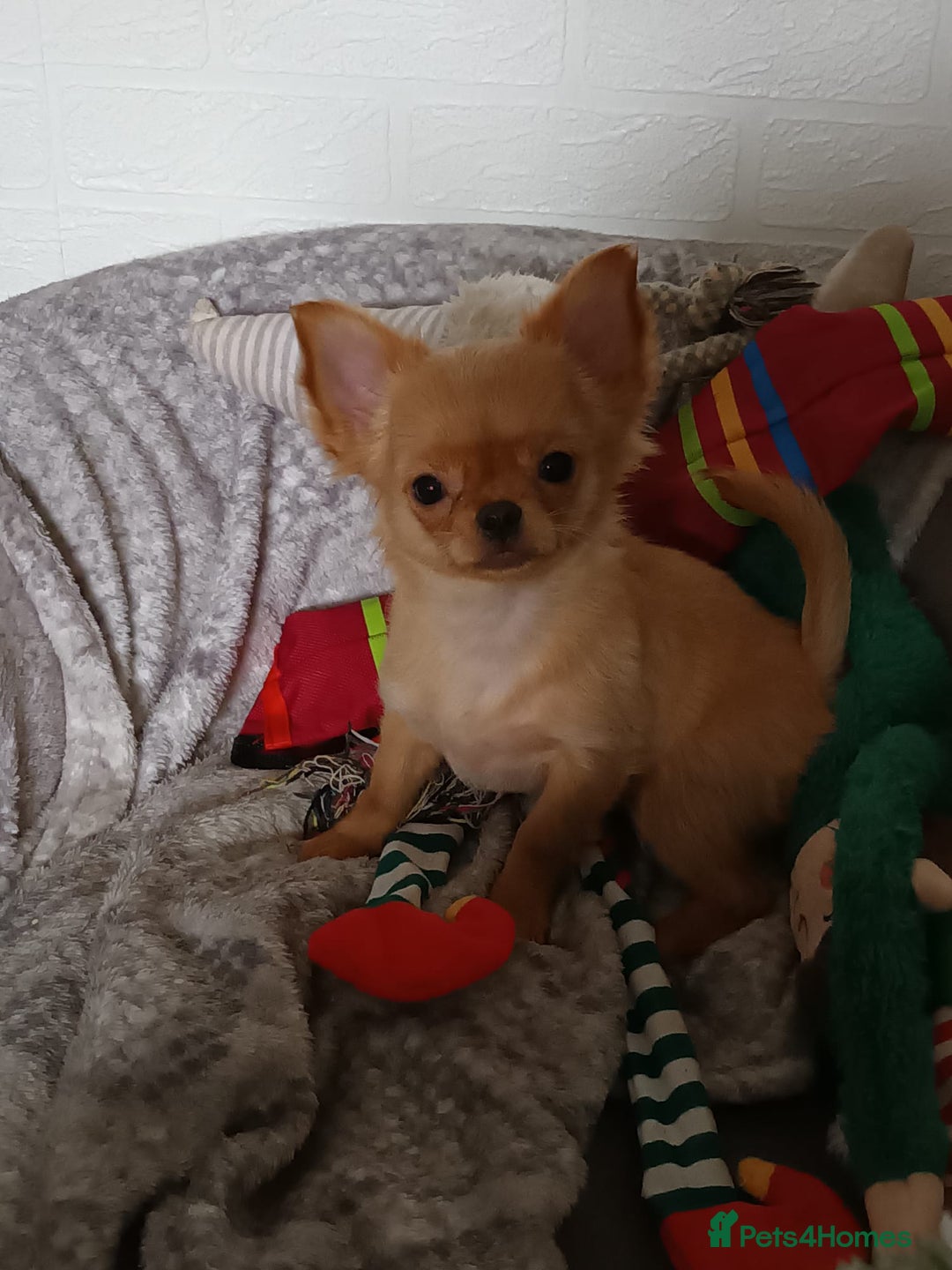 Chihuahua dogs for sale: Stunning Baby looking for his forever 5* homes - Image 10