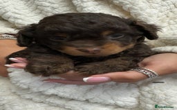 Mixed Breed dogs for sale: Poochon x chipoo small puppies - Image 10