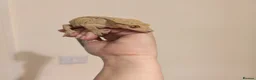 Gecko reptiles for sale: 4x Crested Geckos + Viv in Coalville - Advert 2