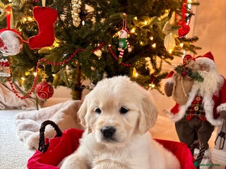 Golden Retriever dogs ** 1 girl remaining golden Retriever puppy - Advert 5