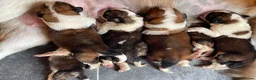 Saint Bernard dogs for sale: Saint Bernard‘s puppies - Advert 15