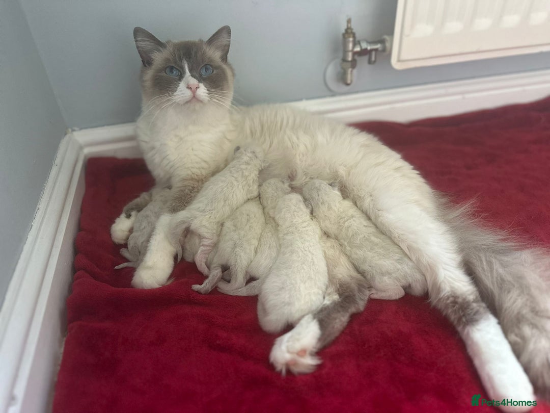 Ragdoll cats for sale: 📍1 FEMALE LEFT!🍼GCCF REGISTERED🐾 - Advert 16