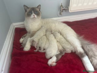 Ragdoll cats 📍GCCF REGISTERED🐾 6 Ragdoll Kittens available!🍼 - Advert 10