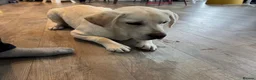 Labrador Retriever dogs for sale: Gorgeous Labrador - Advert 4