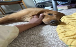 Mixed Breed dogs for adoption: Loving Buddy is waiting for you! - Image 6
