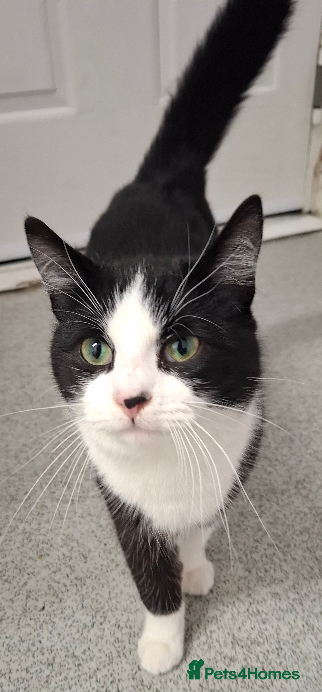 Mixed Breed cats for sale: Playful Kitten - Advert 4