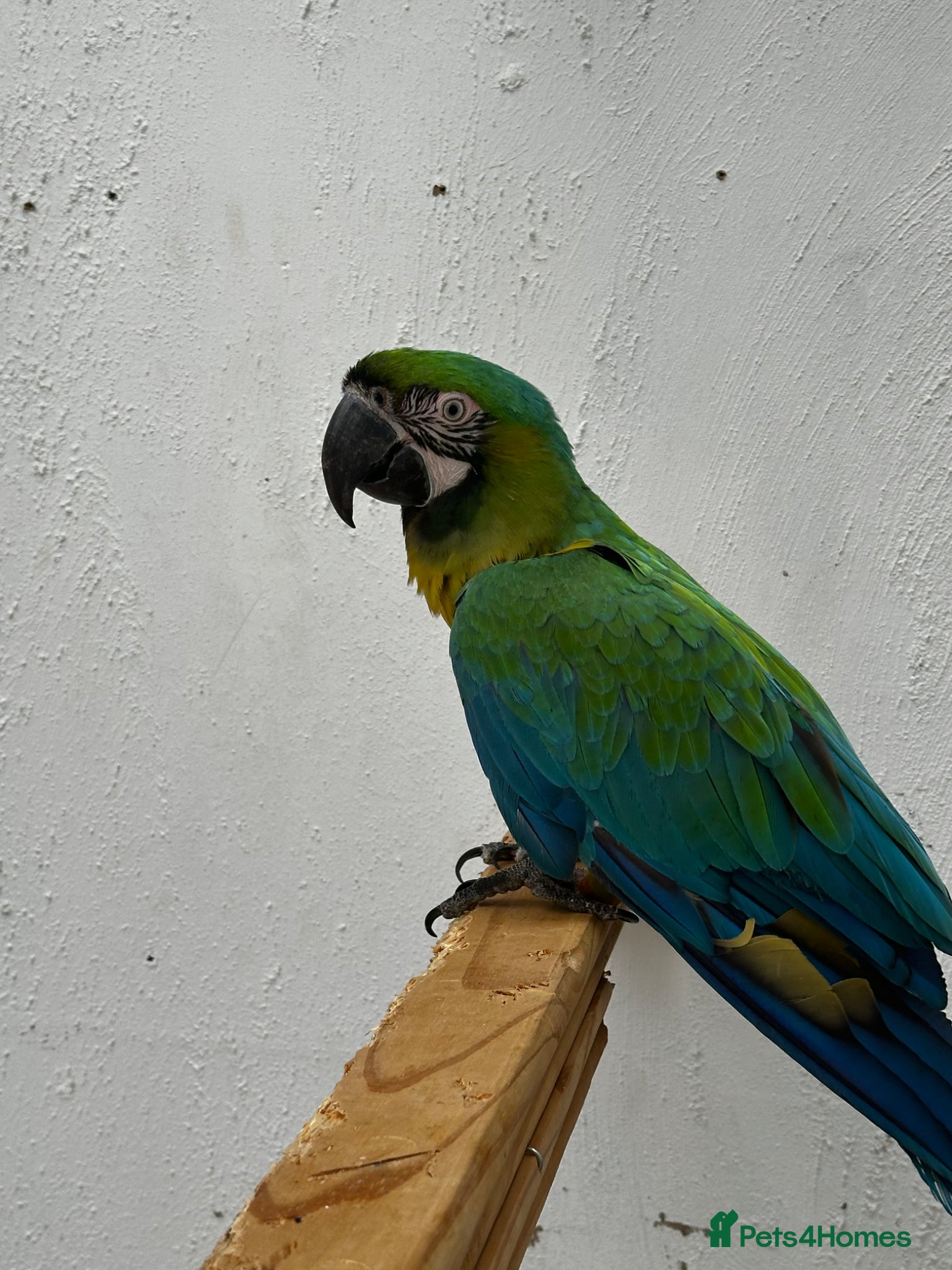 Parrots birds for sale: Rare stunning hybrid milligold macaw   in Harrow - Advert 4
